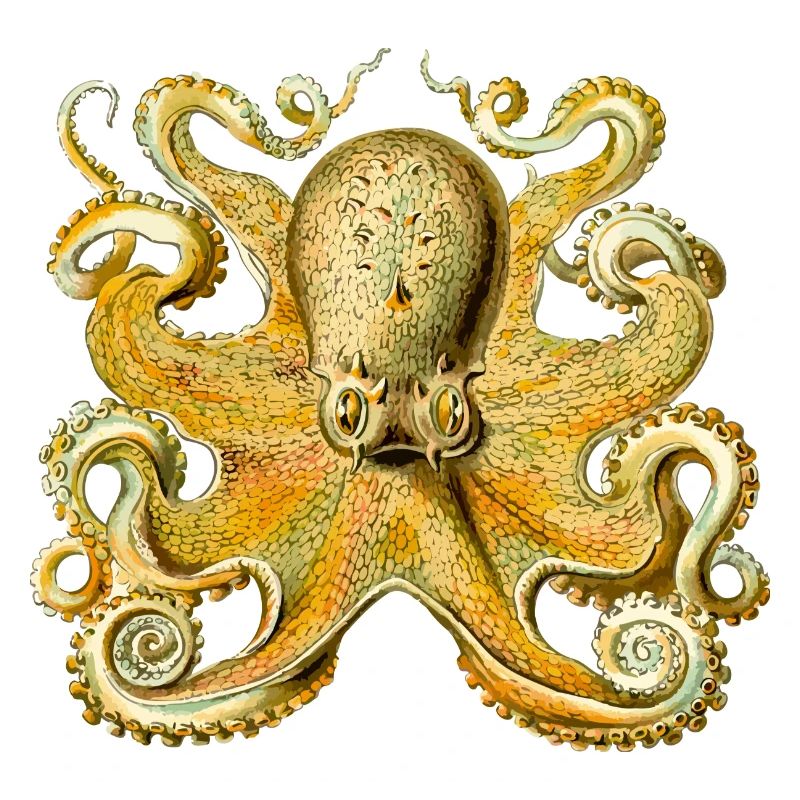 squid giant octopus octopus octopus squid sepia fish