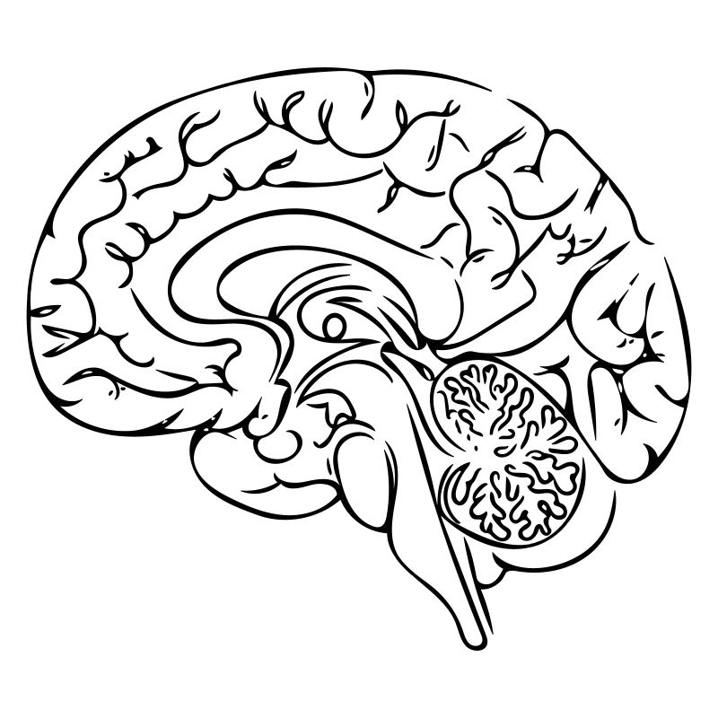 Brain Line Art - Minimaliste