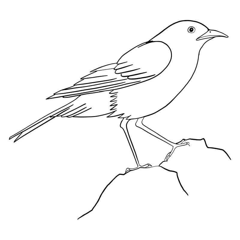 Jour de l’Oiseau