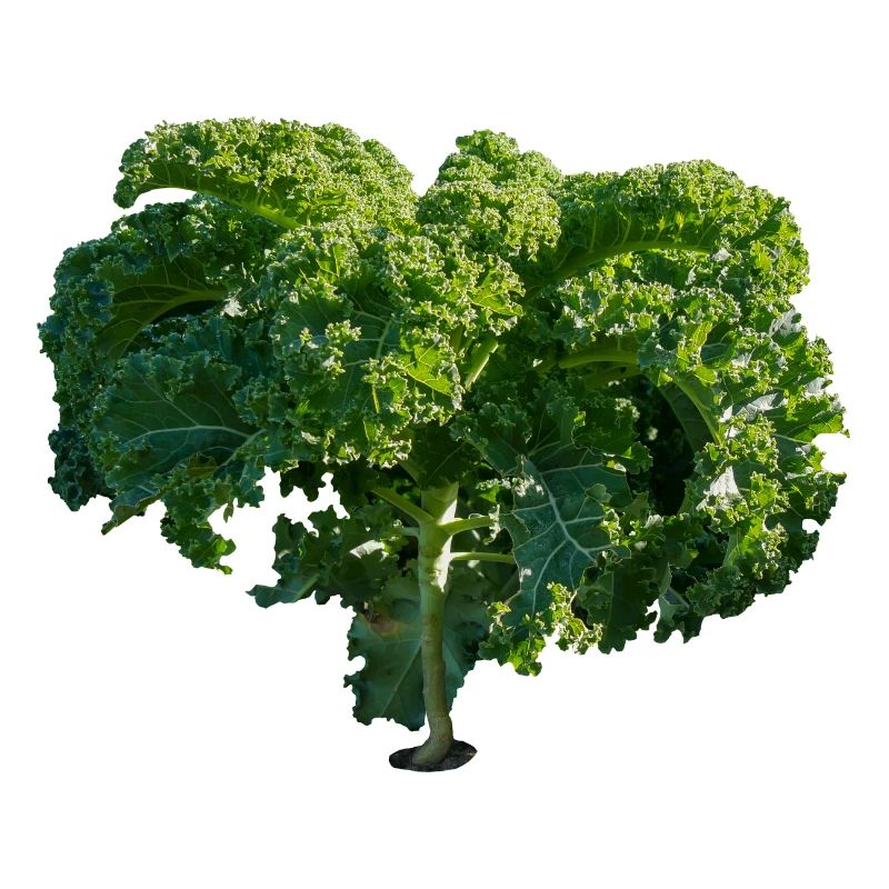 kale gruenkohl kohl veggie gemuese vegetables2