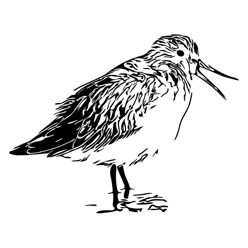 Coureur de la rivière Oiseau