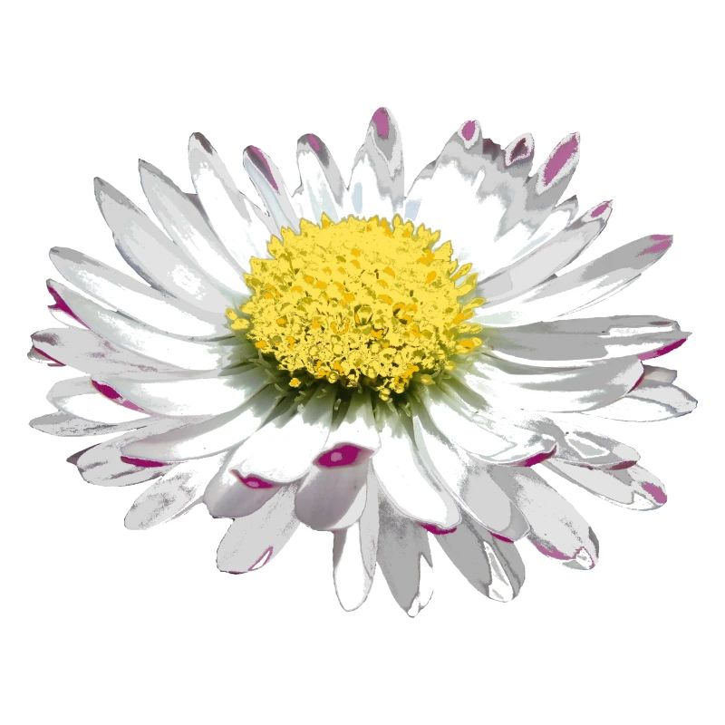 wundervolles Gänseblümchen, Daisy, Blume, Blüte