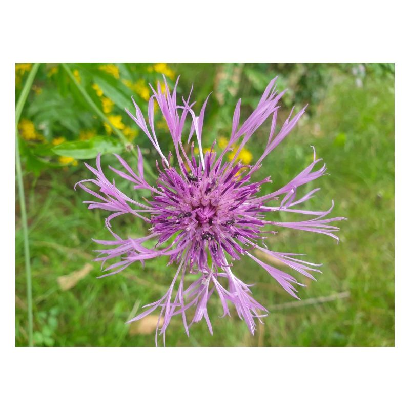 greater knapweed also centaurea Skabiosen-Flocken