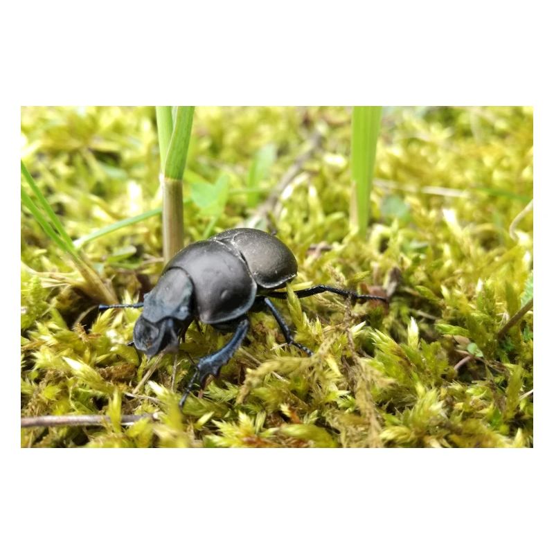 Dung beetle poster
