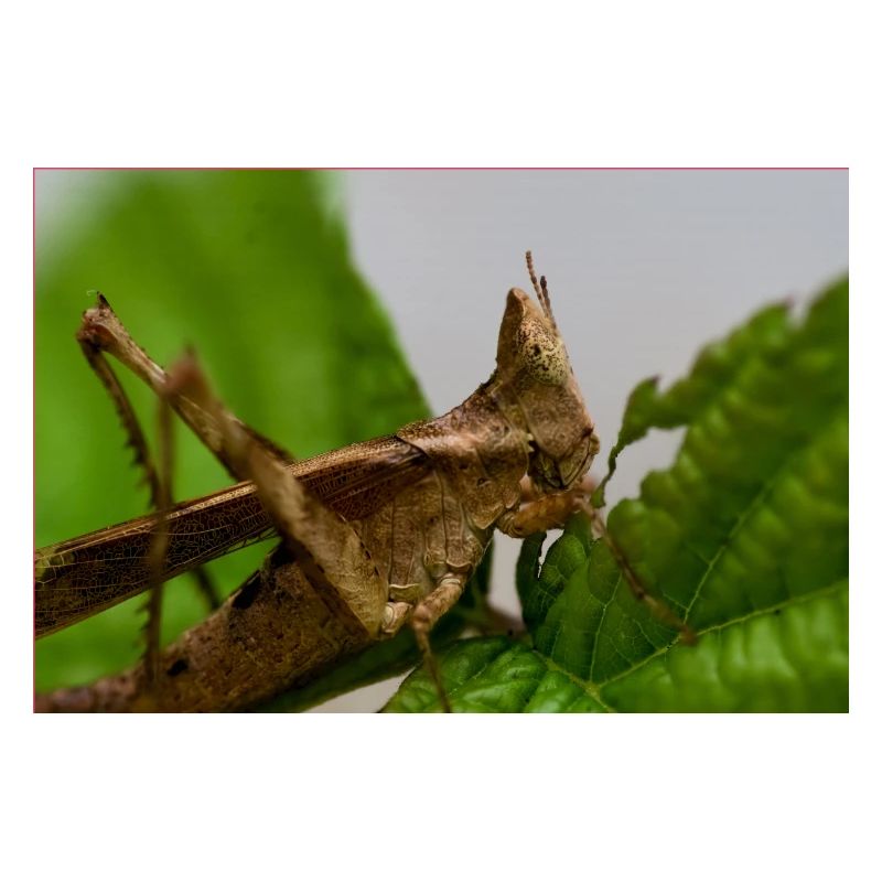Erianthus versicolor - Monkey Grasshopper