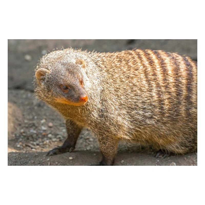 Gebänderte Manguste oder Zebramanguste