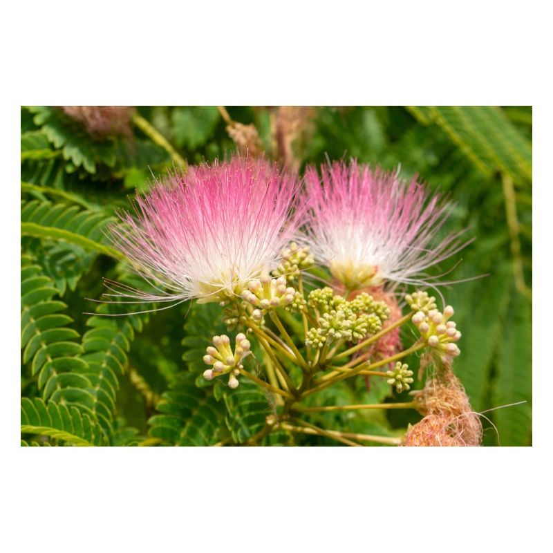 Persian silk tree also pink silk tree also mimosa