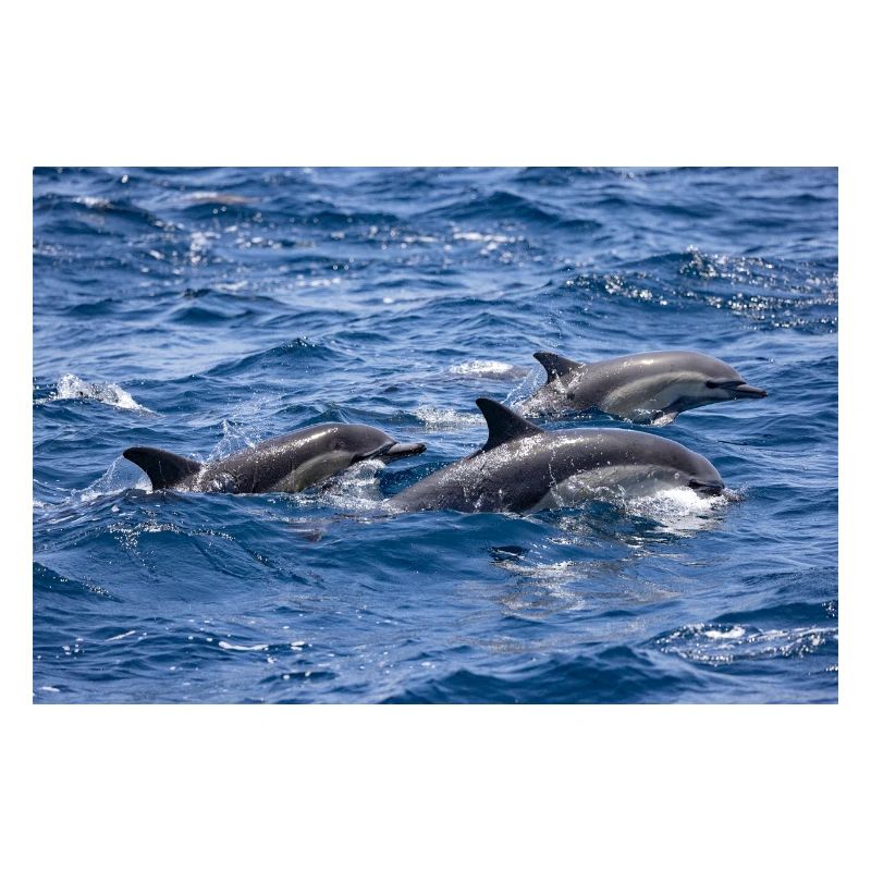 Dolphins