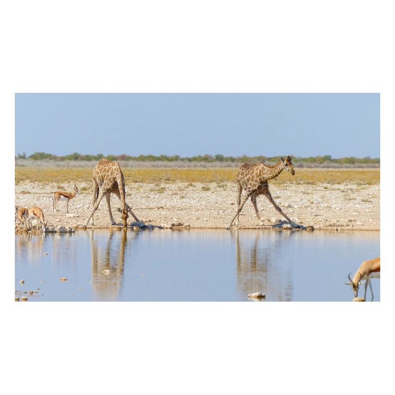 Landscape at the Cubango river with giraffe