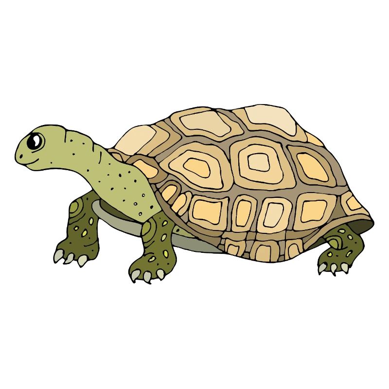 Tortoise