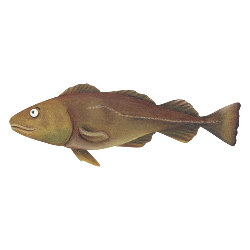 Merluzzo