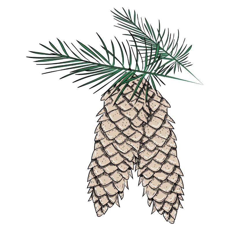 two pine cones on fir branches