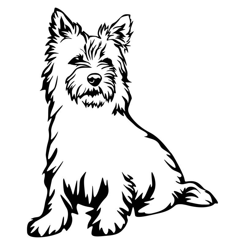 Cairn Terrier