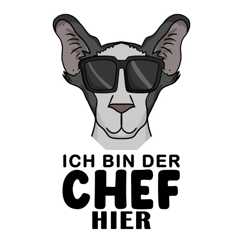 coole Katze - Orientalisch Kurzhaar Katze - Chef