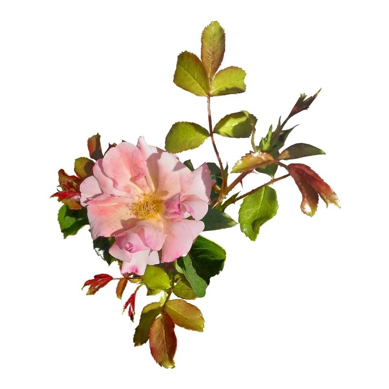 Delicate Pink Rose Blossom