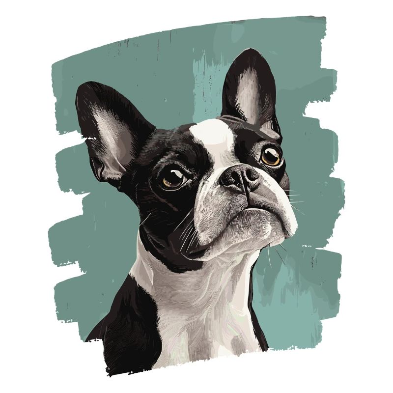Boston Terrier