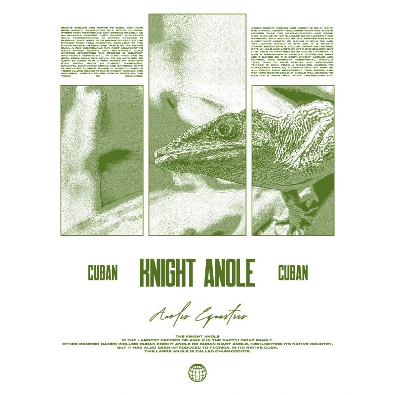 Cuban Knight Anole Lizard Owner Reptile Keeper
