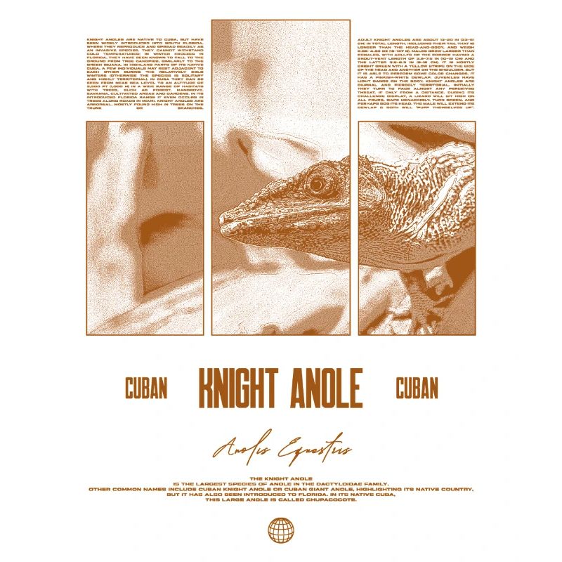 Cuban Knight Anole Lizard Owner Reptile Keeper