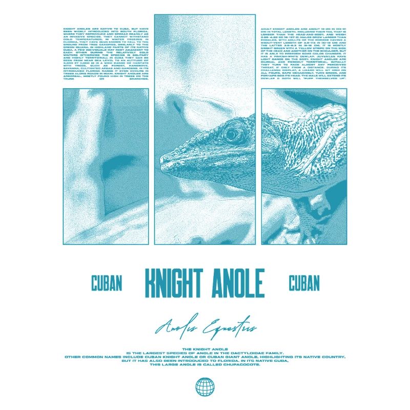 Cuban Knight Anole Lizard Owner Reptile Keeper