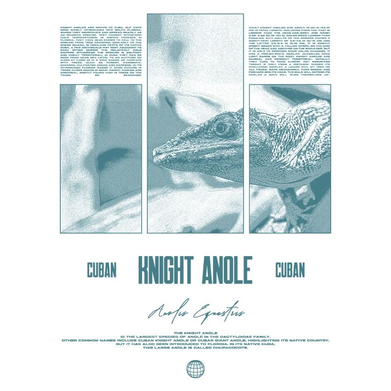 Cuban Knight Anole Lizard Owner Reptile Keeper