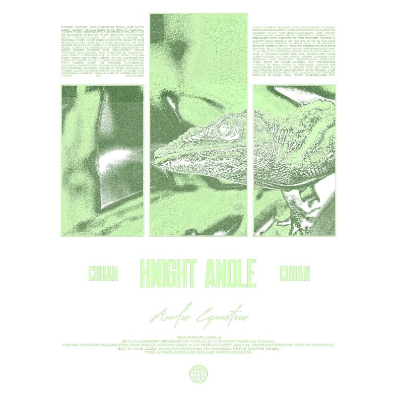 Cuban Knight Anole Lizard Owner Reptile Keeper