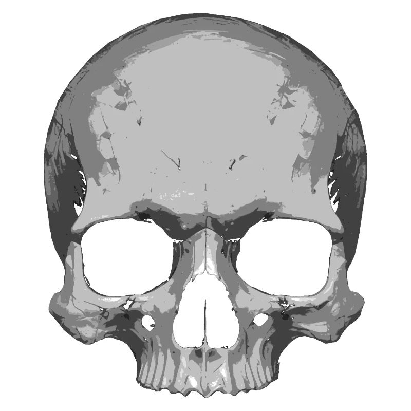 Skull Illustration