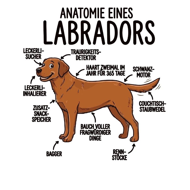 Anatomie d’un labrador – Drôle de design de chien