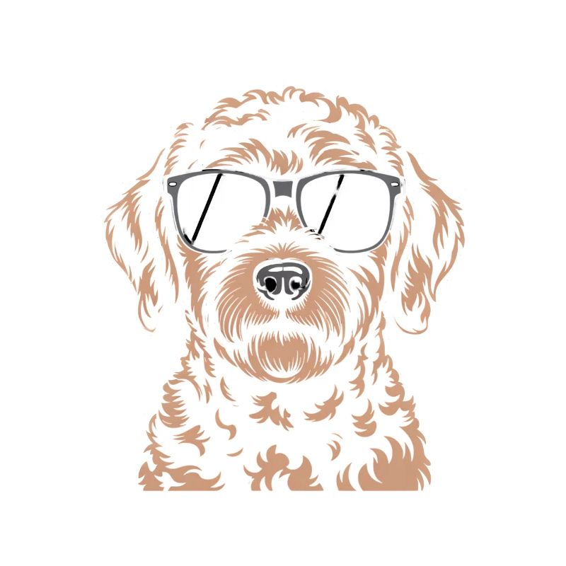 Labradoodle brun