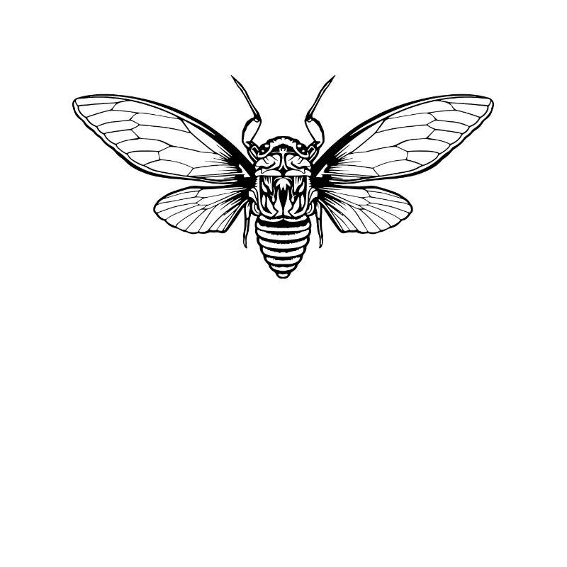 Cicada Cicada Brood Insect