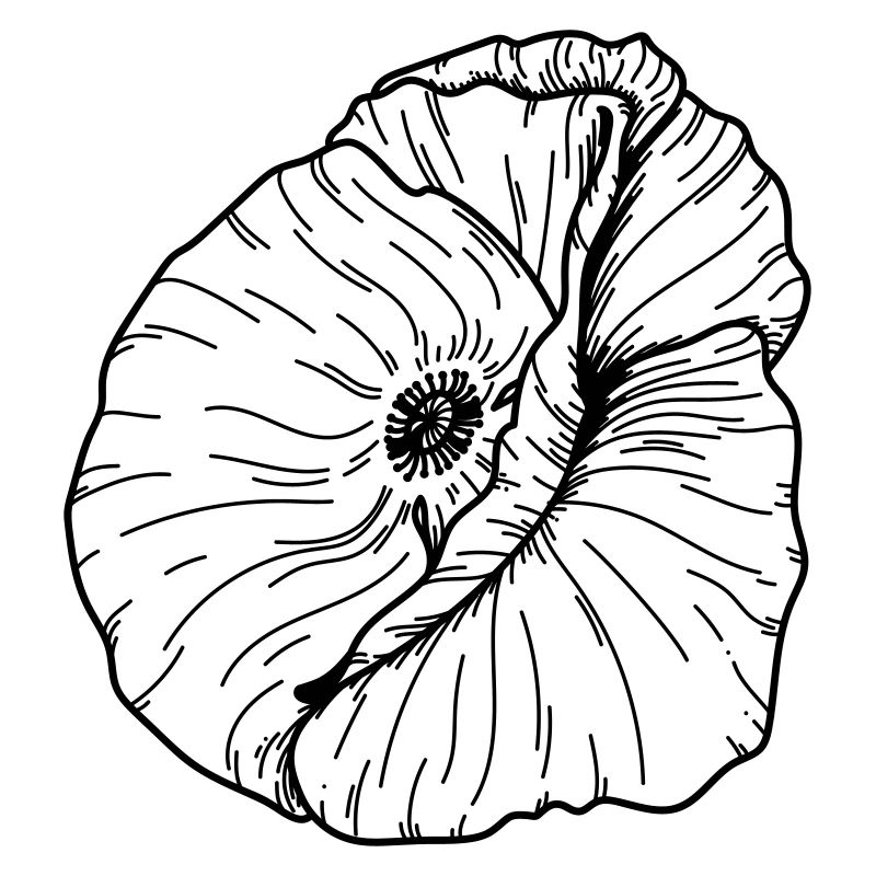 Fleur de coquelicot 20 Plan de travail 12