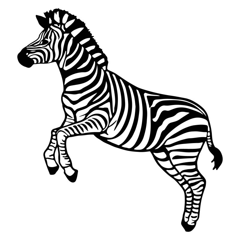zebra Botswana Zèbre des plaines