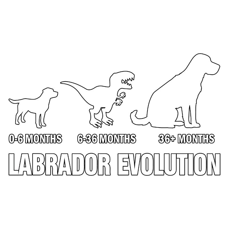 Évolution du Labrador