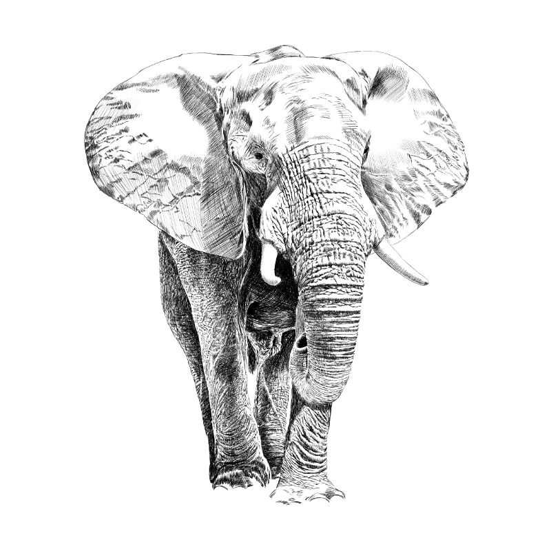 Éléphant