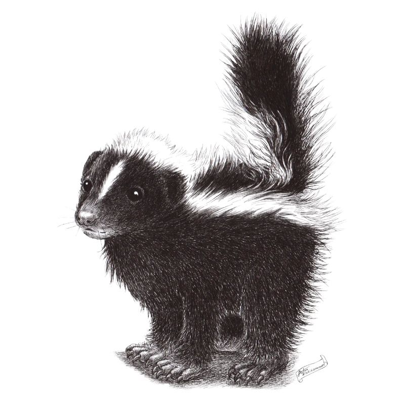 Cute cool skunk