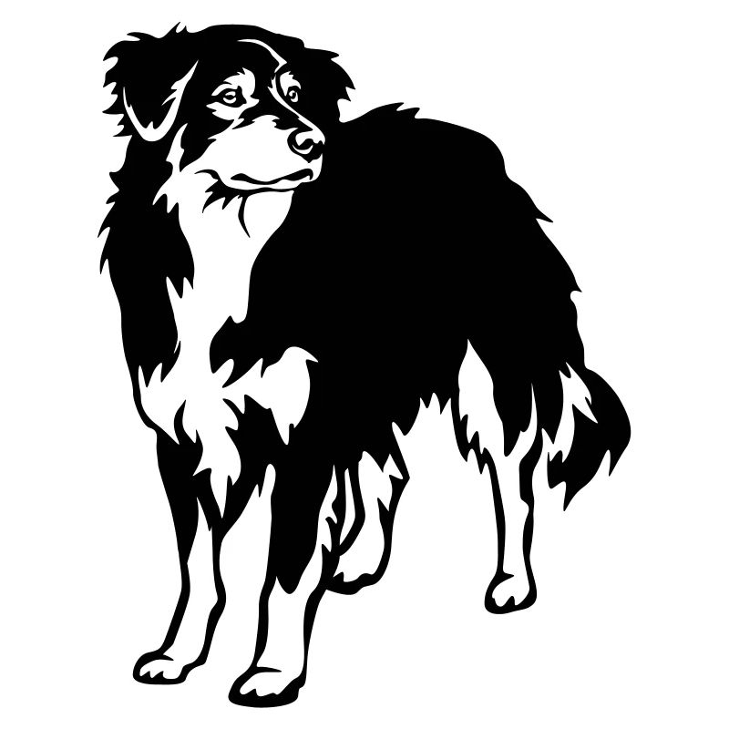 Australian Shepherd