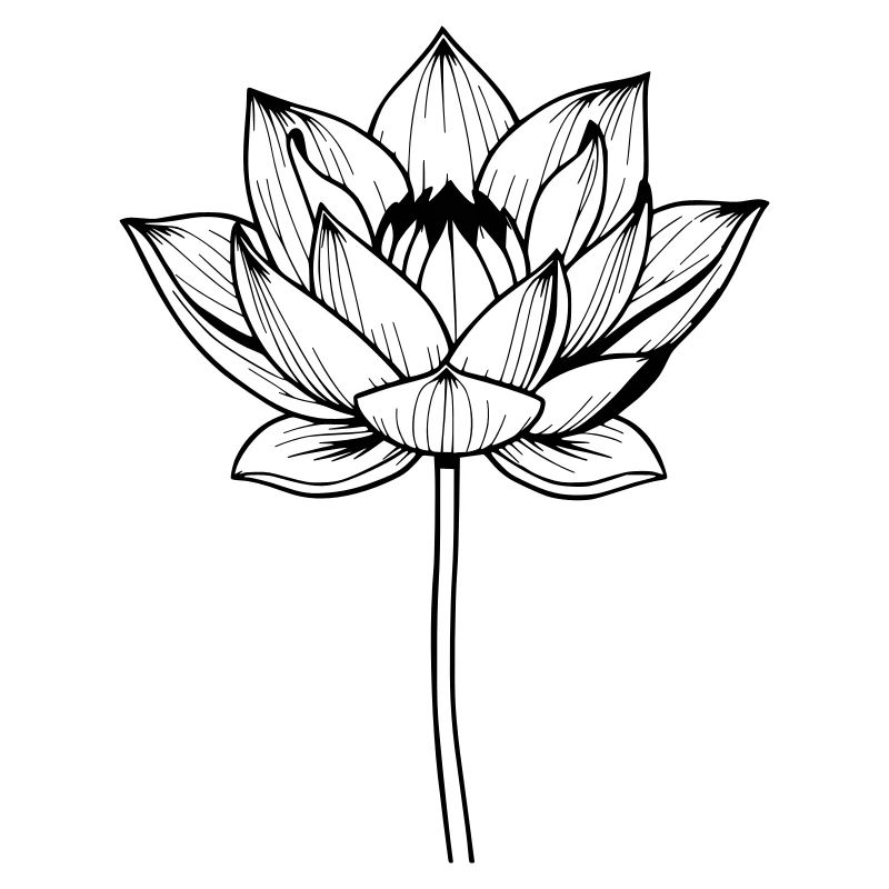 Fleur de lotus Fleur de lotus Fleur noire