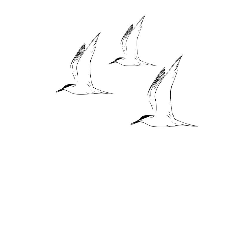 mouettes
