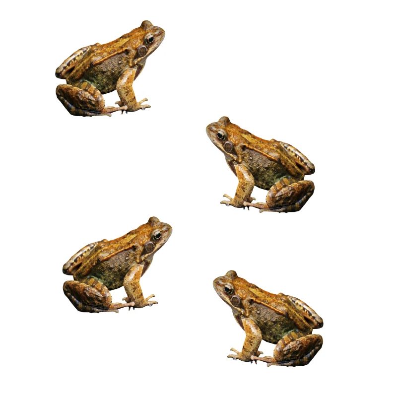 toad