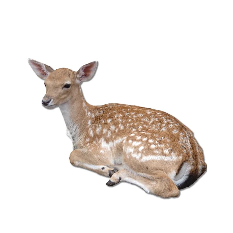 Fawn Roe Doe Deer Reindeer