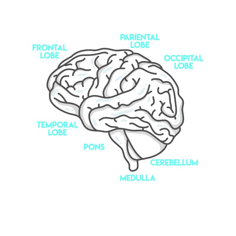 Anatomie eines Gehirns Medizin Student