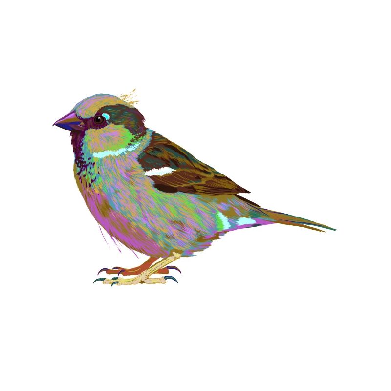 Bunter Hausspatz Haussperling Splash Vogel Spatz