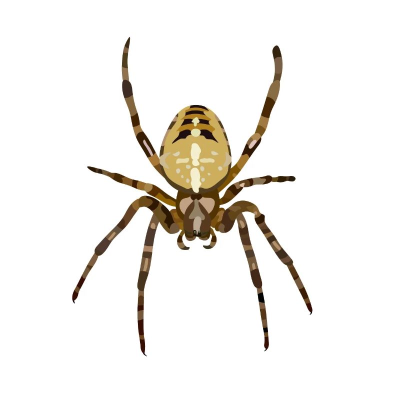 Spinne