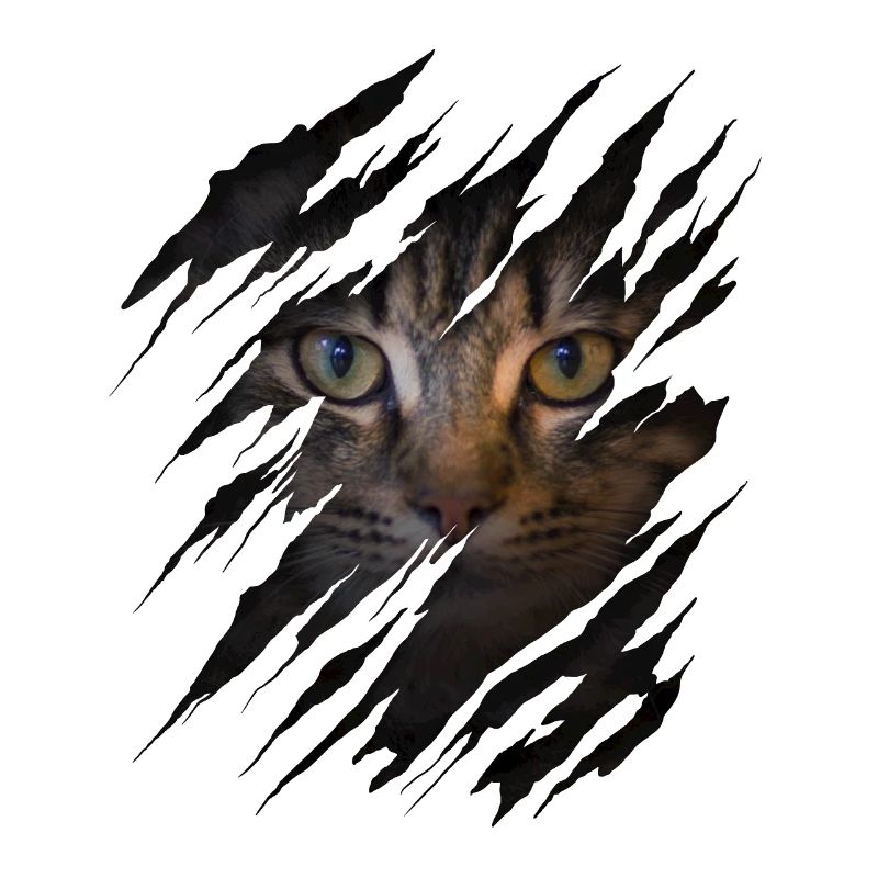 Chat avec égratignure - Visage de chat Chat à gratter Chat