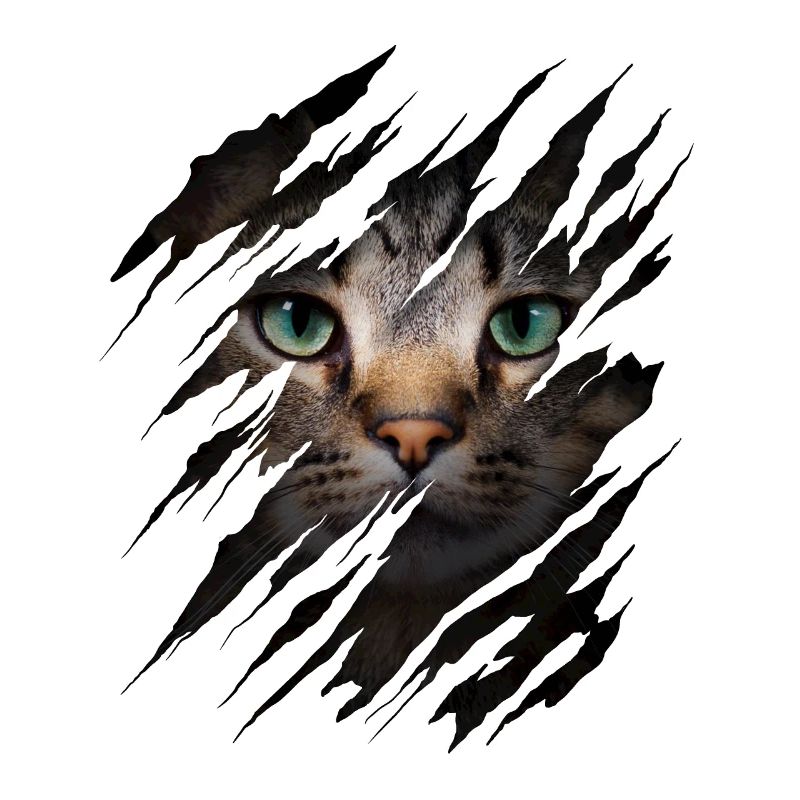 Chat avec égratignure - Visage de chat Chat à gratter Chat