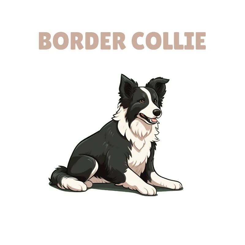 Explication du chien Anatomie d’un Border Collie