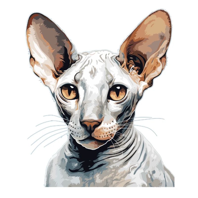 Cornish Rex Kitten Cornish Rex Cat