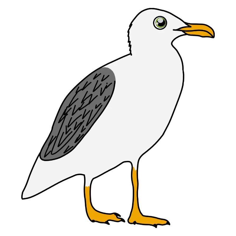 Möwe
