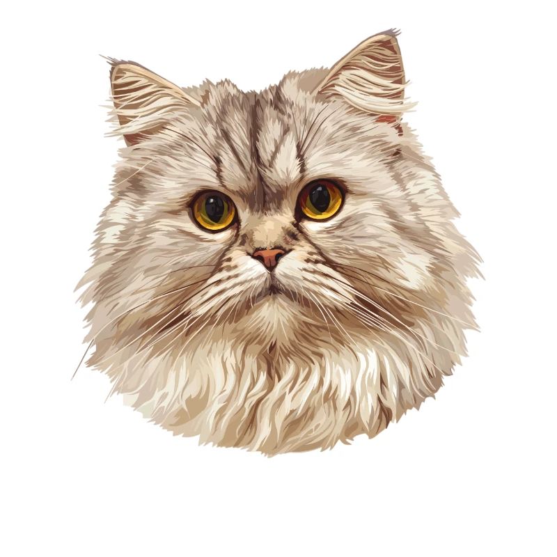 Ragamuffin Chaton Ragamuffin Chat