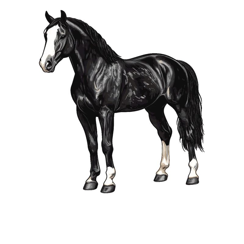 Chevaux Cheval