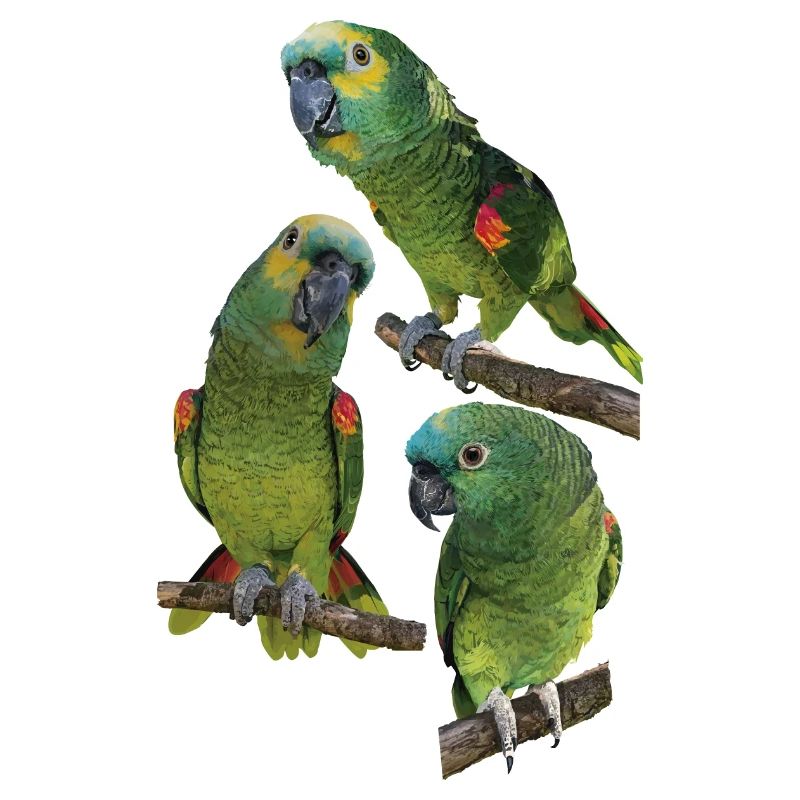 The blue-fronted amazon